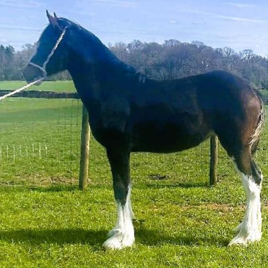 Show Quality Filly - Filly